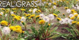 Vizpark花草模型完整工程For 3DsMax GrowFX,OBJ,FBX[Real Grass]